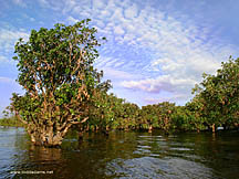 Mangrove swamp, Tonle Sap, Cambodia